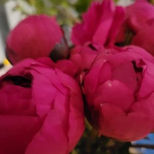 Meet your Posher, Roseann